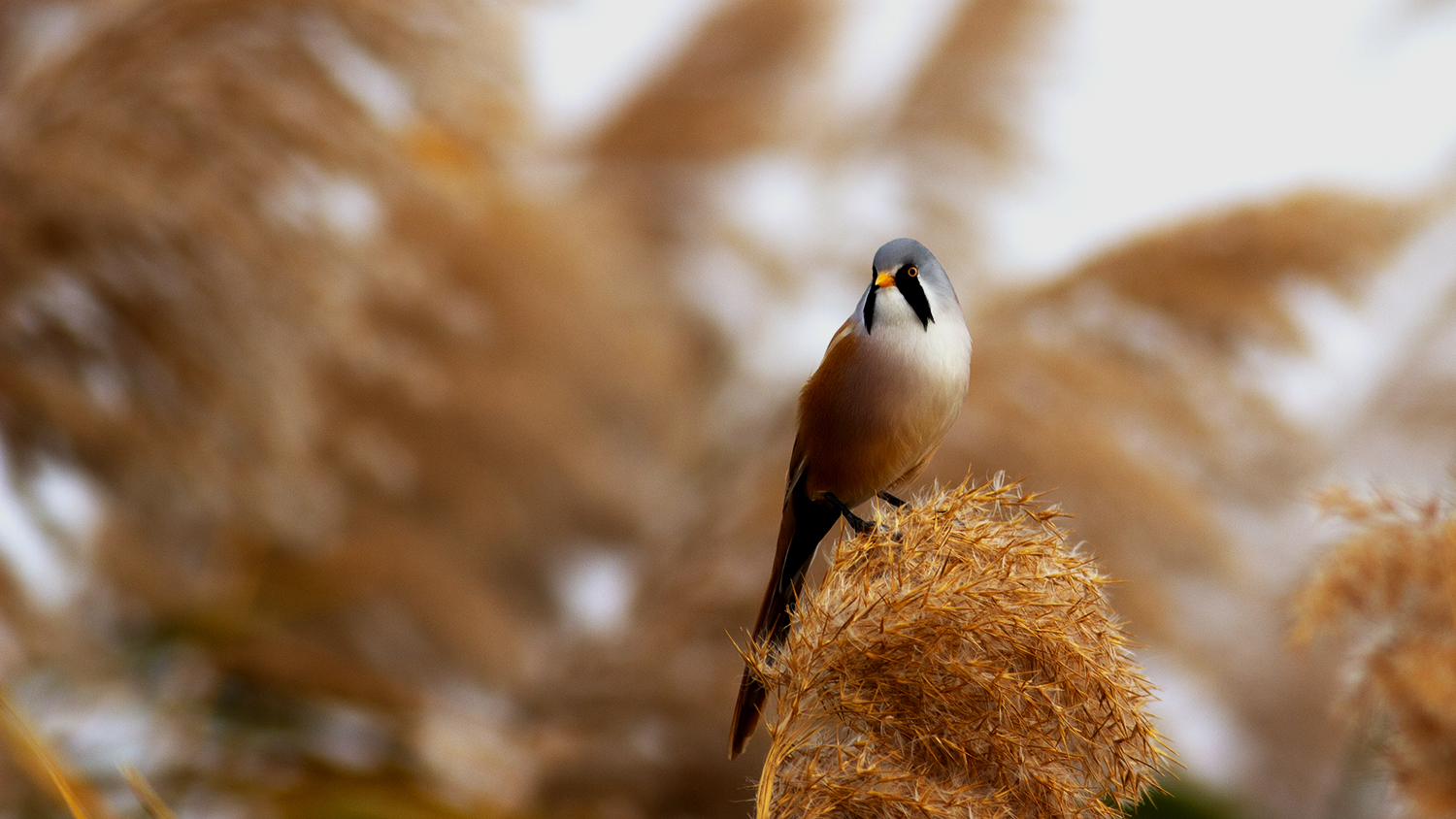 Bearded Reedling